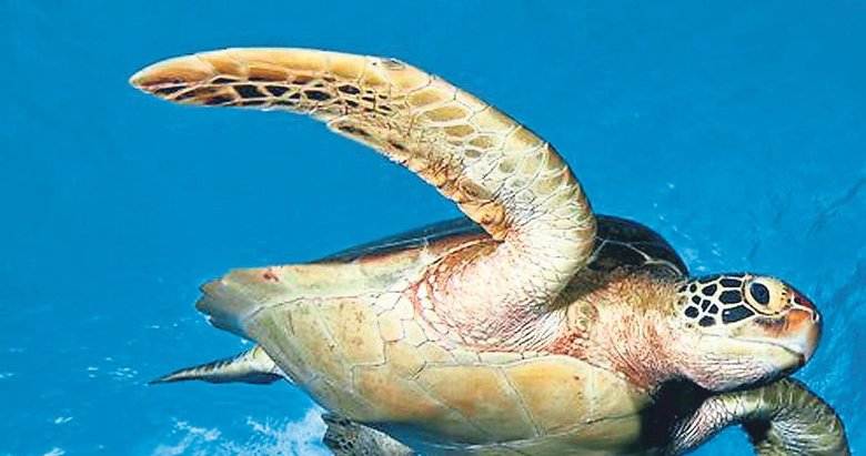 Siz hiç caretta gördünüz mü?