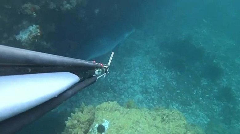 Bozcaada’da dalış yaparken görüntüledi: Davranışları aynen bir köpek gibiydi