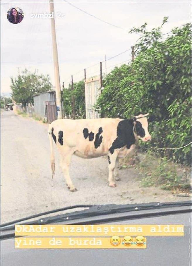 İnekli paylaşıma öfke kontrolü eğitimi cezası