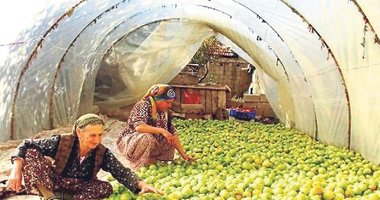 Gök domates seraya taşındı!