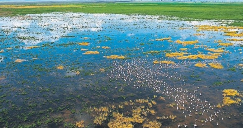 Marmara Gölü flamingolarla renklendi