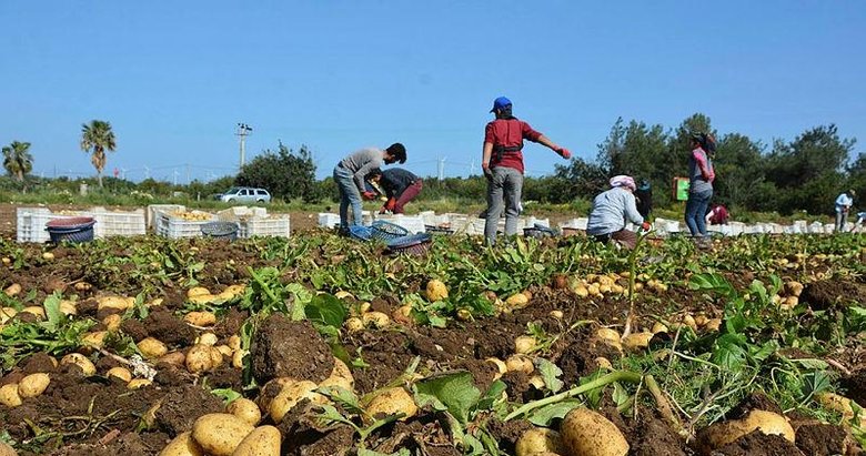 Mevsimin ilk patates hasadı Datça’da yapıldı