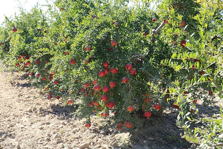 ’Faydalı böcek’ narda verimi artırdı, zirai ilacı azalttı