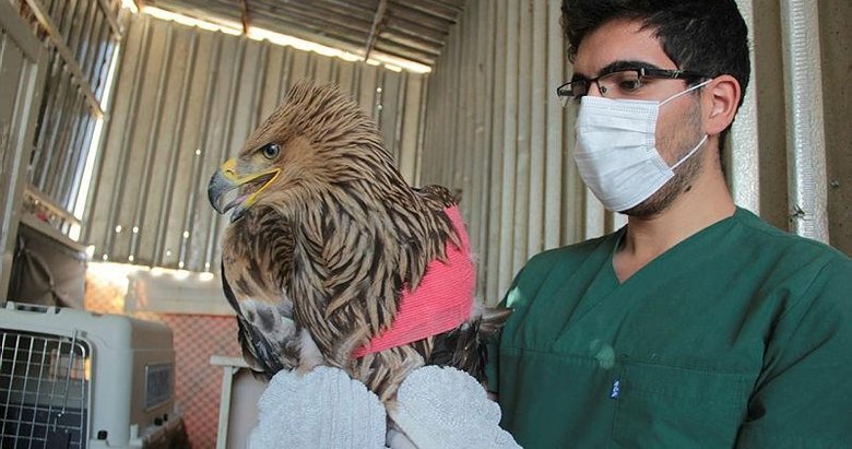 Ateşli silahla vurulan şah kartal tedavi altına alındı