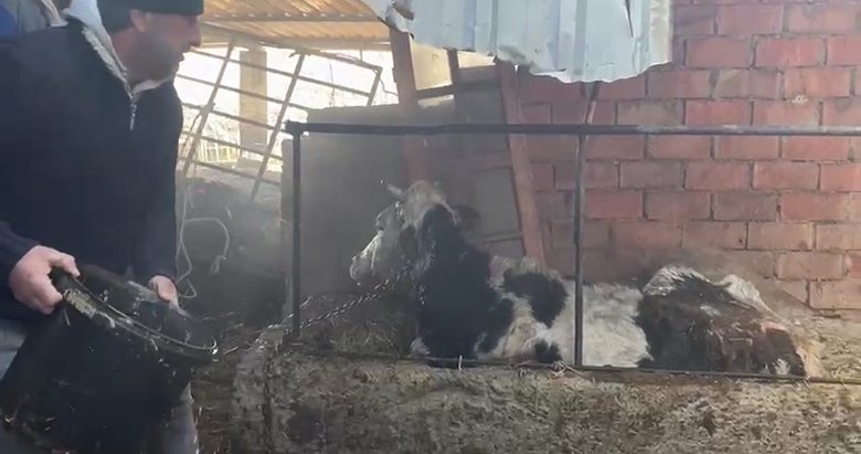 Ahırda yangın: 7 hayvan son anda kurtarıldı, 1 inek baygınlık geçirdi