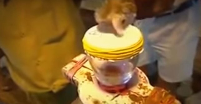 Yılan zehri kanı bakın ne hale getirdi! Görenler dehşete düştü