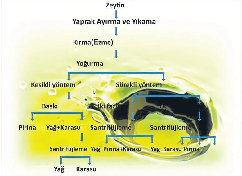 zeytinin-karasuyu-topraga-hayat-verecek-1787680837681.jpeg