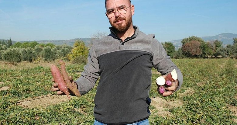 İzmir’de üretiyor; gören turp sanıyor ama... Renk renk tatlı patateste hasat zamanı
