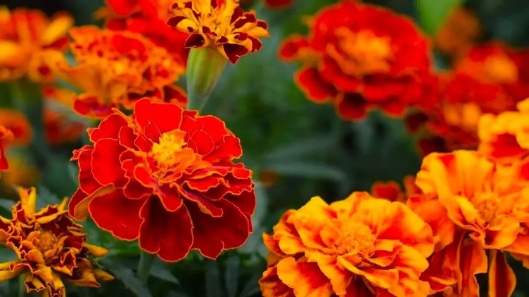 Aynısefa nedir? Aynısefa neye iyi gelir?