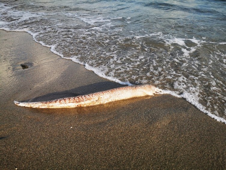 Muğla’da sahile vuran müren balığı görenleri şaşırttı