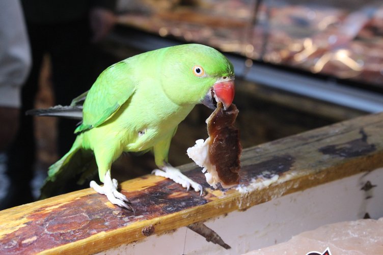 Kasabın lükse düşkün papağan sadece 22 bin liralık et yiyor!