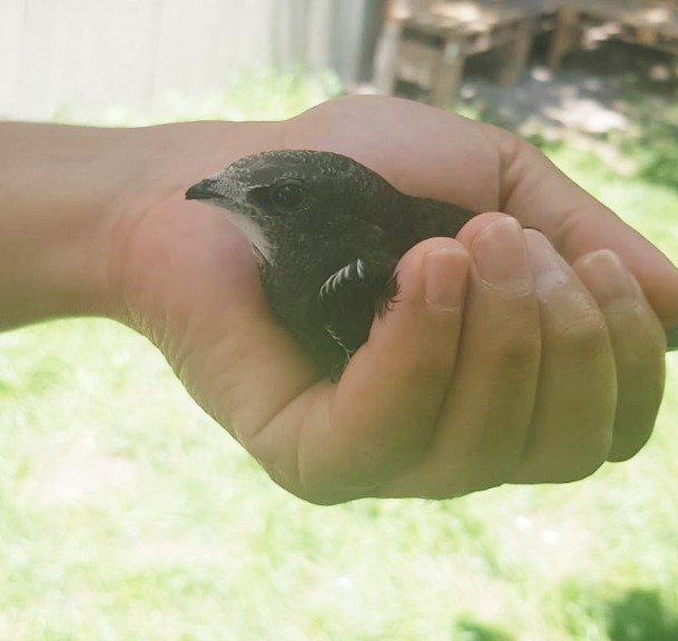 Ender görülen Ebabil kuşu iş yerine ikinci kez geldi