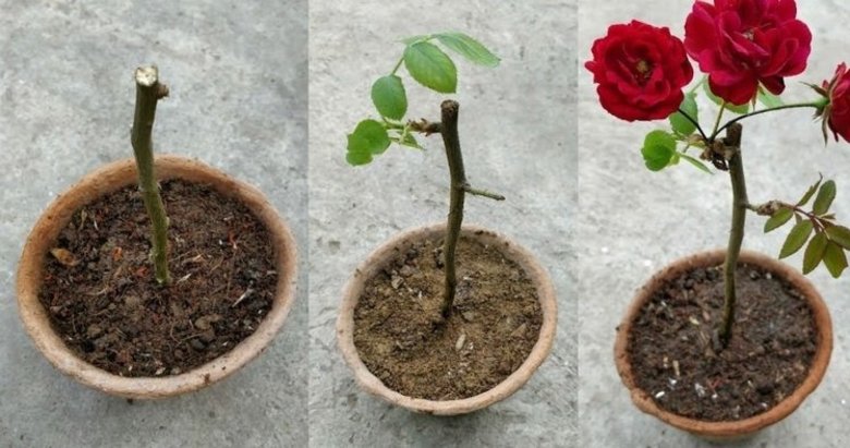 Saksıda gül bakımı nasıl yapılır?