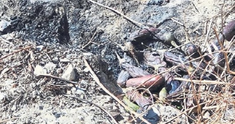 Közde patlıcan felaketi!