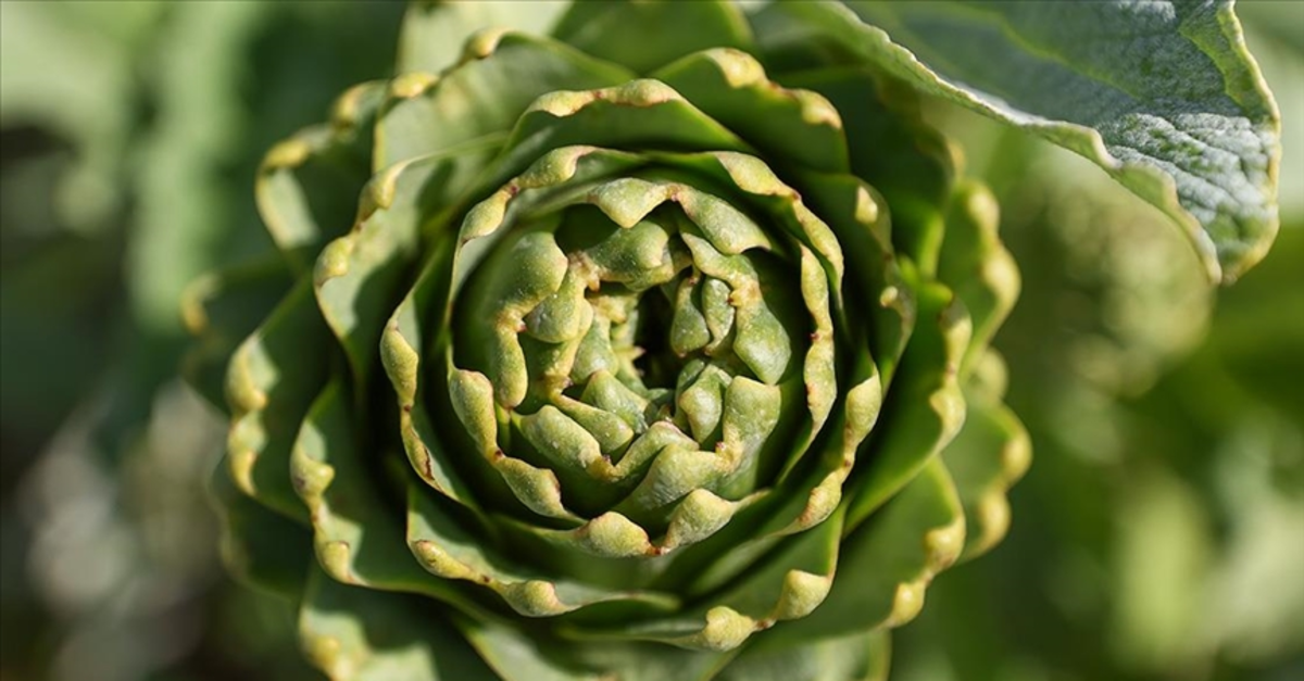 Baharın gizli kahramanı: Enginar