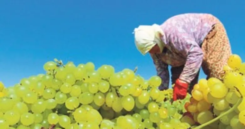 TARİŞ kuru üzüm fiyatını 80 TL olarak belirledi