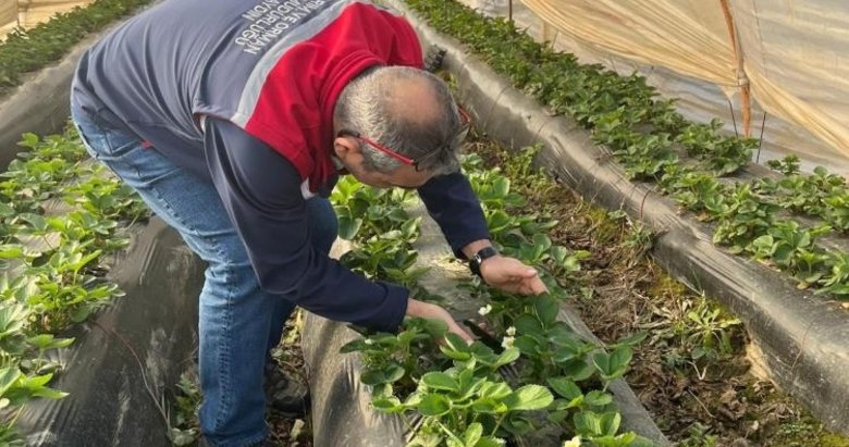 Türkiye’nin en önemli çilek üretim merkezlerinden: Aydın’da hasat öncesi sıkı kontrol