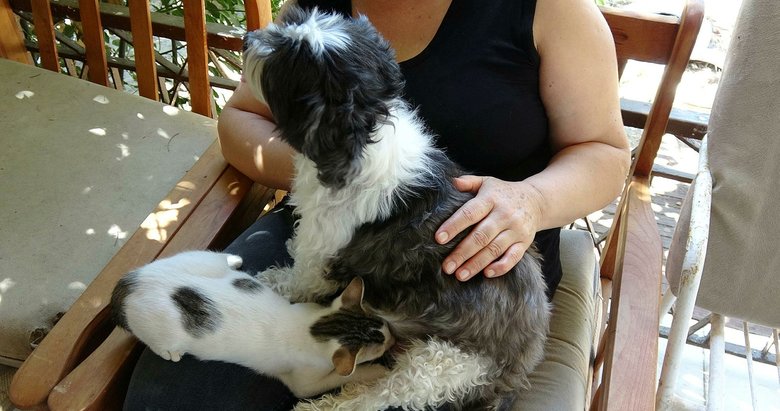 Çıtır yavru kedilere annelik yapıyor