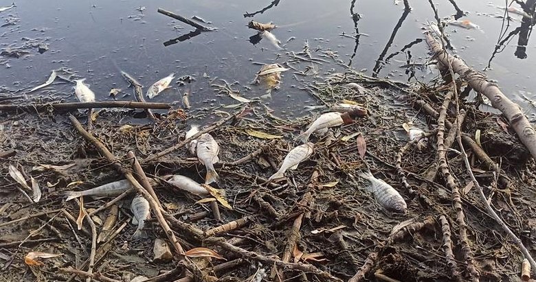 İzmir’de tedirgin eden görüntü! Yüzlercesinin ölüsü kıyıya vurdu
