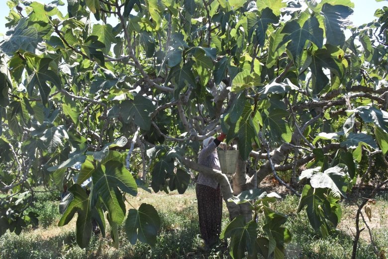 Dünyada rakibi olmayan siyah incir, Avrupa pazarını fethediyor