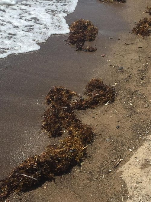 Dikili kıyılarında görülmüştü! Sargassum zararlı mı?