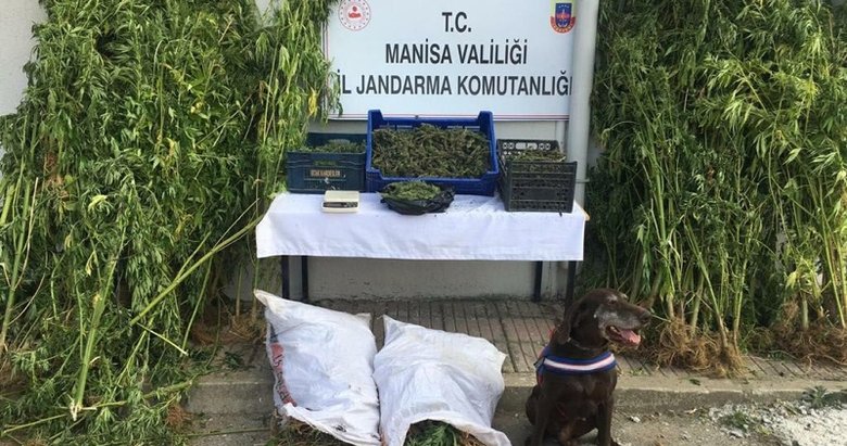 Manisa’da 4 bin 867 kök Hint keneviri ile 85 kilo esrar ele geçirildi