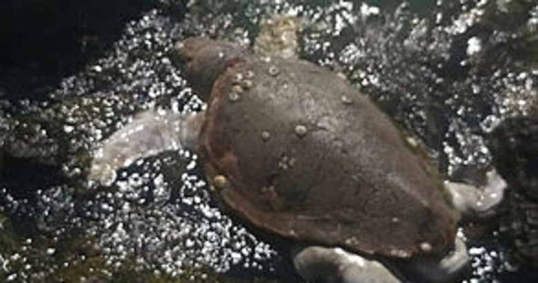 Muğla’da caretta caretta ölüsü kıyıya vurdu