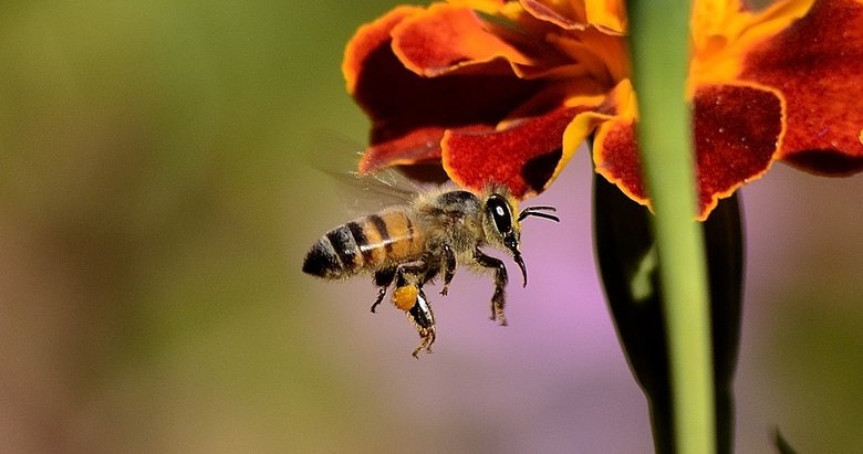 Mucize arılar