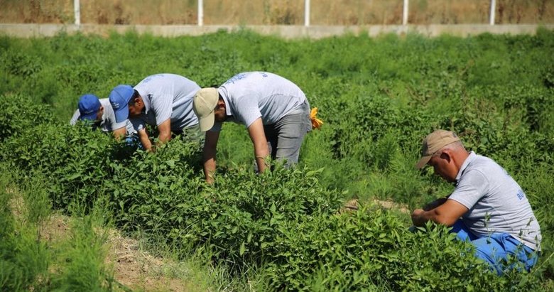 Çiftçilere müjde! 5 yıl geriye dönük vergi iadesi yapılacak