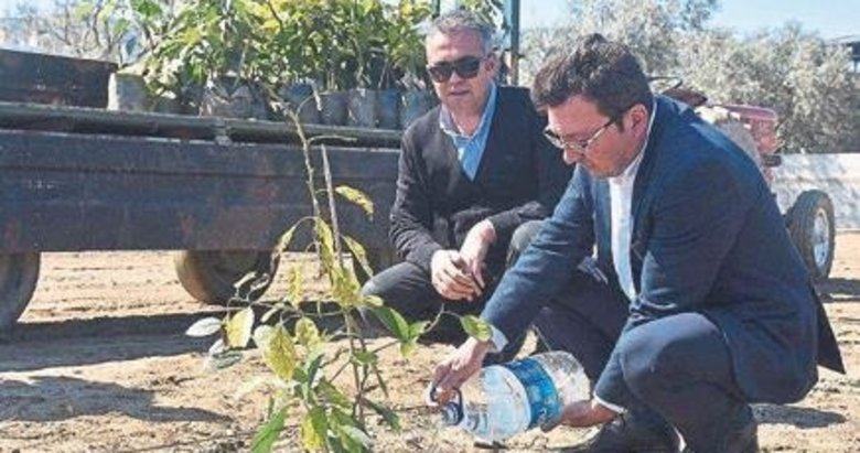 Aydın’da avokado üretimine başlandı