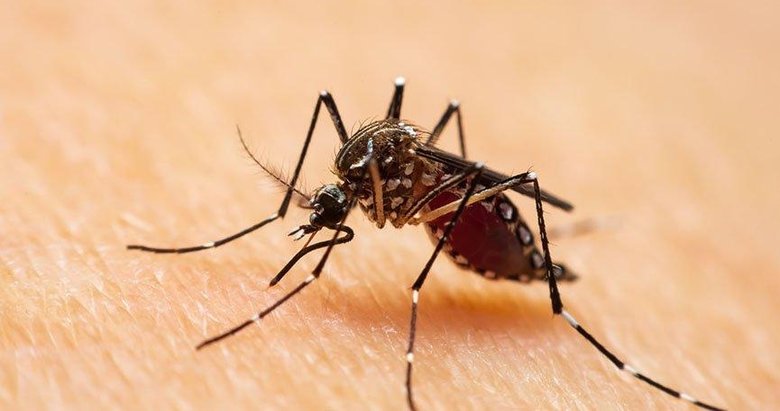 Böcek bilimcilerden Asya Kaplan sivrisineği uyarısı