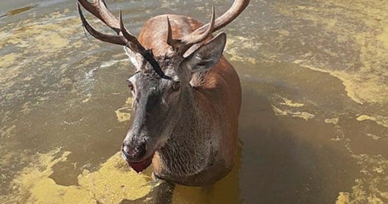 Denizli’de sulama havuzuna düşen geyik kurtarıldı
