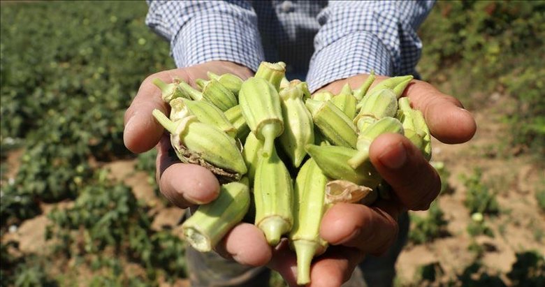 Mevsimi bitmeden buzluğa atmanız gereken o sebze