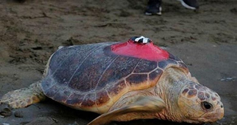 Caretta Tuba 15 bin kilometre katetti, 6 milyon kişi izledi