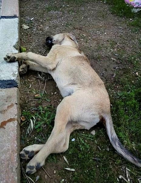 Bornova'da yürek yakan manzara!