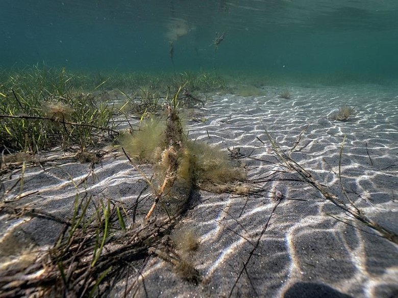 Tahribat inanılmaz boyutta! Koruma altındaki deniz çayırlarını kepçeyle söktüler