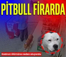 Pitbull firarda