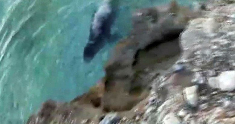 Gökova Körfezi’nde Akdeniz foku heyecanı
