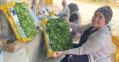 Yaprak fiyatı üzümü geçti