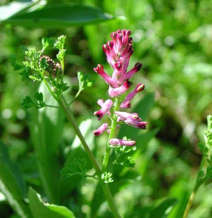 Tuvalete çıkmaya zorlanıyor musunuz? İşte size çözümü
