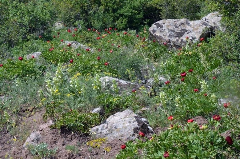 Uşak’ta 5 hektarlık saha koruma alanı ilan edildi