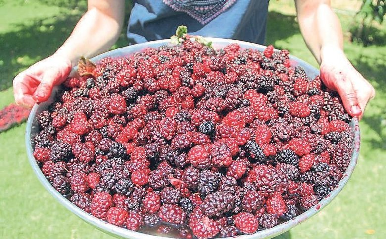 Tire’de kozmetiğin yeni gözdesi karadut zamanı