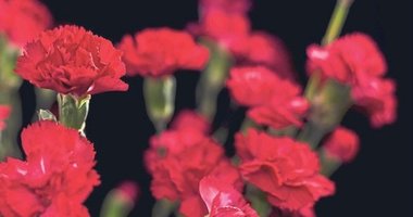 İzmir’de karanfile yoğun ilgi