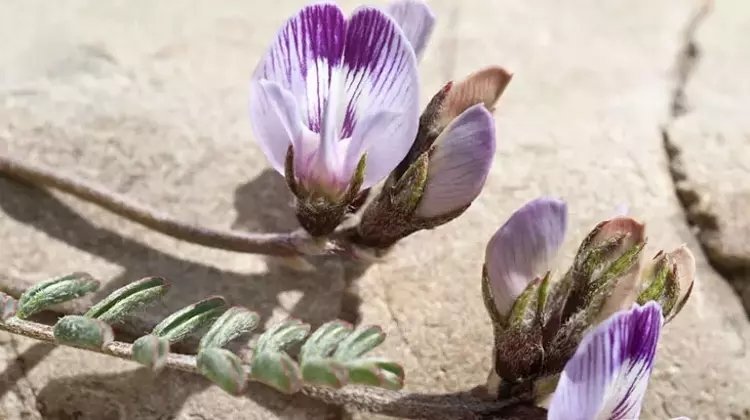 Geven otu nelere iyi gelir? Geven otu nasıl tüketilir?