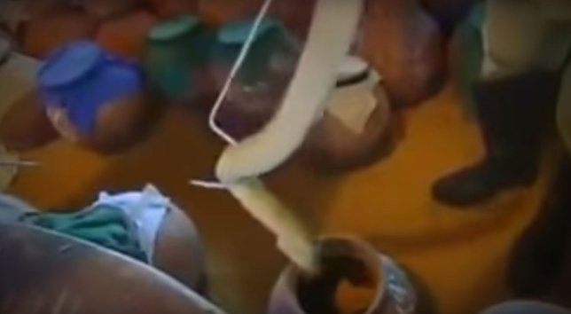 Yılan zehri kanı bakın ne hale getirdi! Görenler dehşete düştü