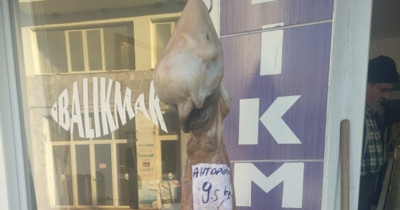 İzmir’de 9,5 kilogram ağırlığında ahtapot yakalandı
