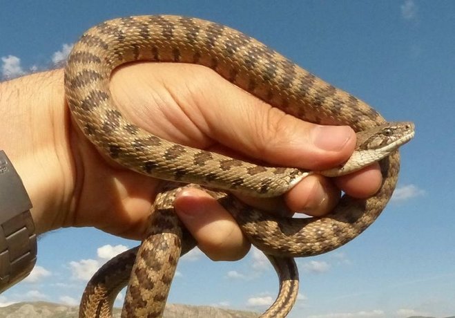 yeni asir
