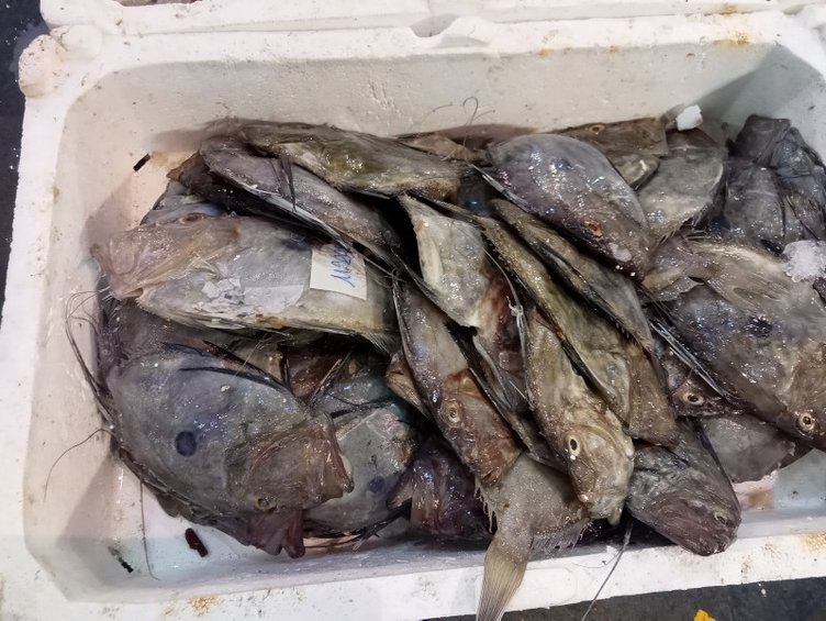Hamsi ve sardalya halin gözdesi oldu: İzmirli balıkçılar yeni sezondan umutlu