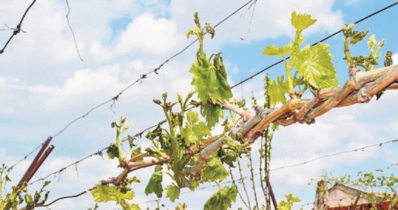 Manisalı üreticilere 11 milyarlık don ödemesi yapılacak