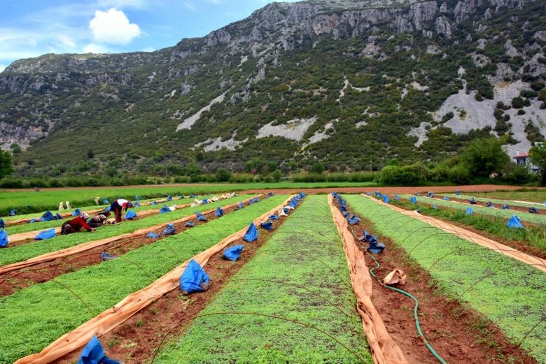 Muğla’da tütün üretimi yapan aileler hayallerini gerçekleştirmek için tarlada